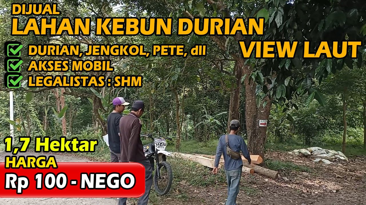DIJUAL Lahan Kebun Durian View Laut | Akses Mobil | Sudah Sertifikat | ABAH PROPERTI