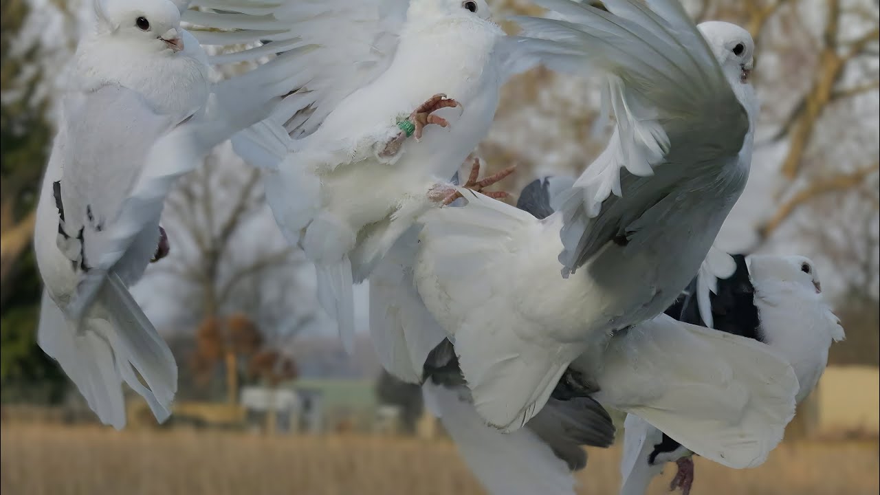 Unglaublich zahm! Altdeutsche M&ouml;vchen beim F&uuml;ttern. / Old German Owl Pigeons / Rassetauben / Tauben