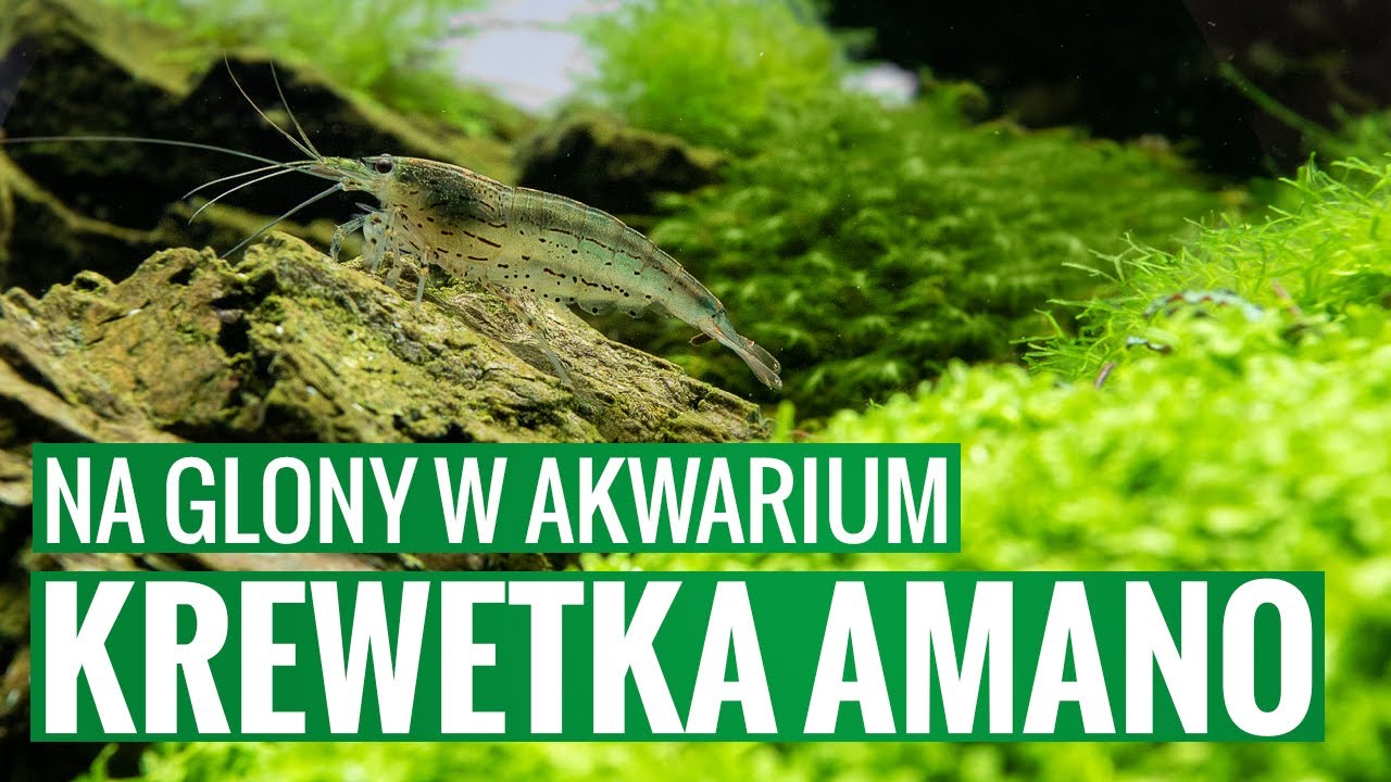 Krewetka Amano - na glony w akwarium. Ekipa czyszcząca do akwarium.