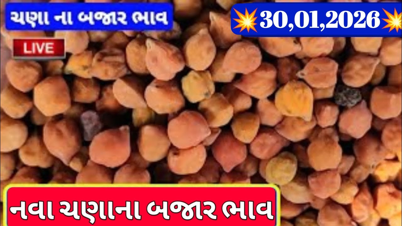 નવા ચણાના બજાર ભાવ / આજના ચણાના બજાર ભાવ / નવા ચણાના બજાર ભાવ /30,01,2026