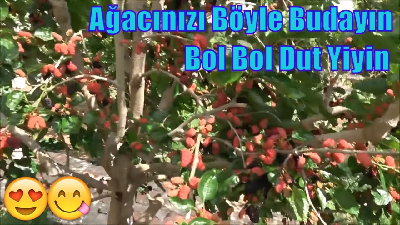 Dut Budamasının Verim Sonuçları