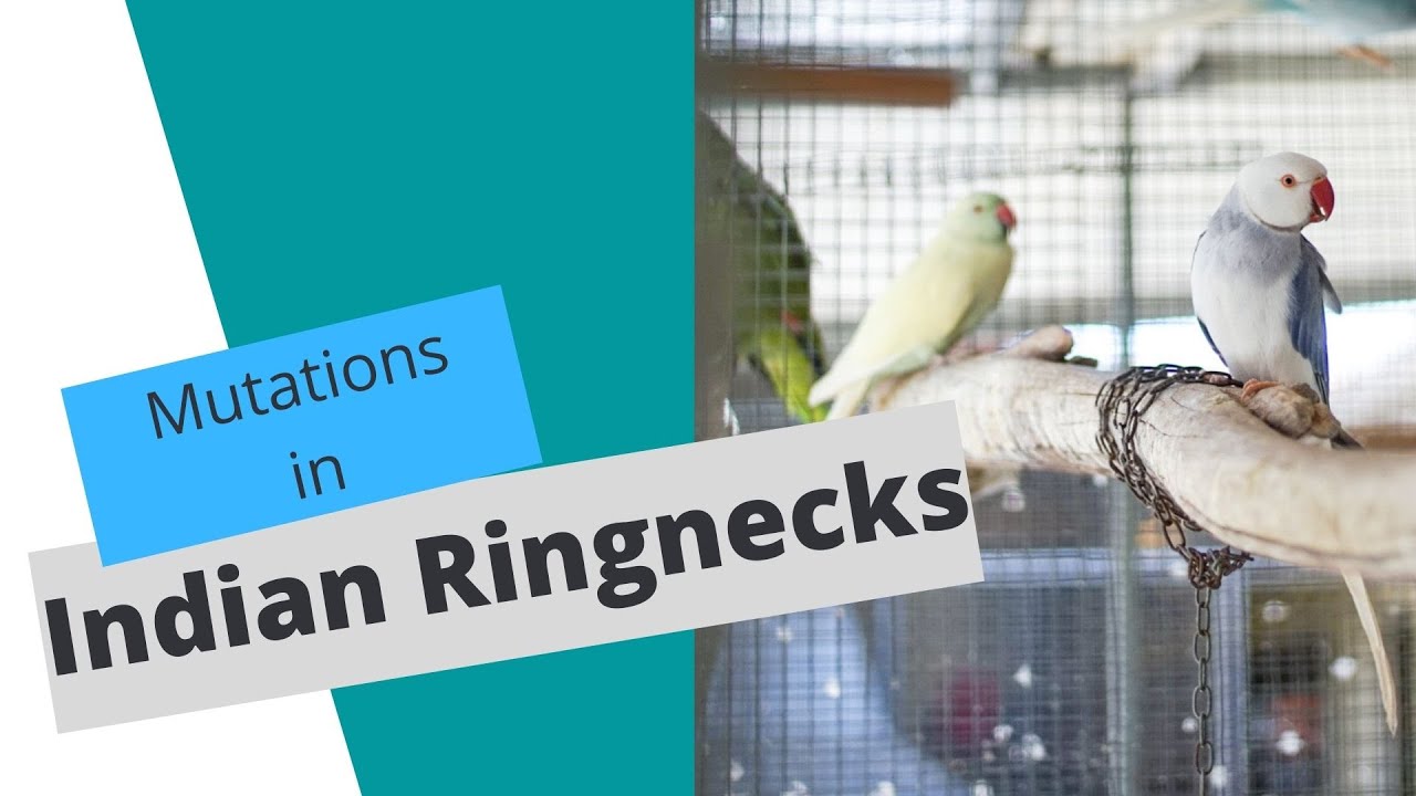 Ringnecks in Cleartail and Emerald mutations