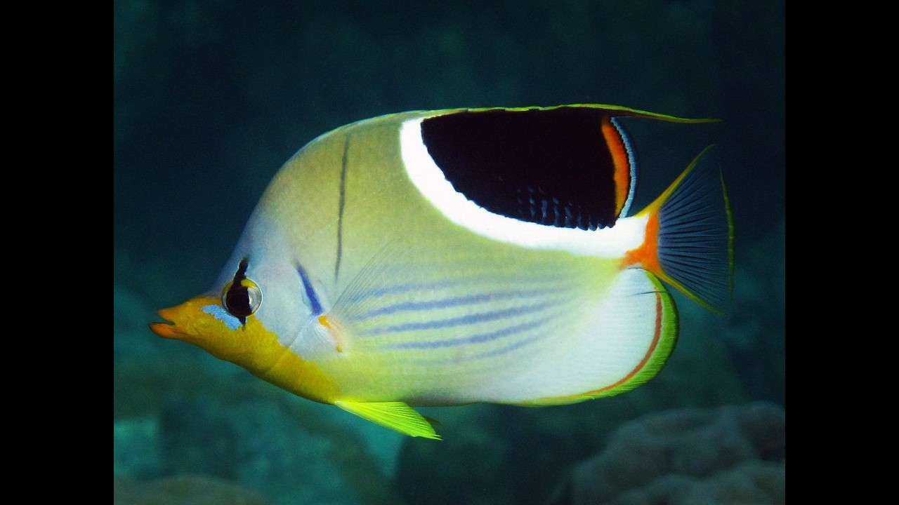 Marine Aquarium Fish Collecting