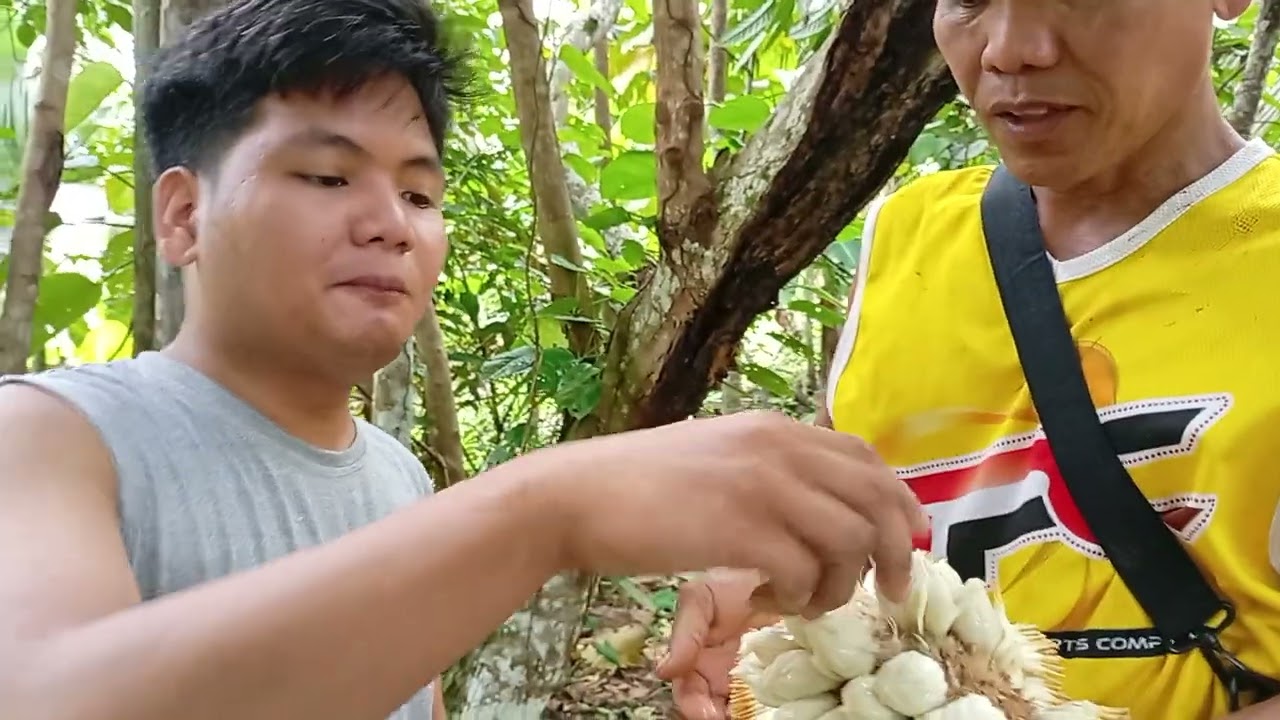 Marang hinog sa puno