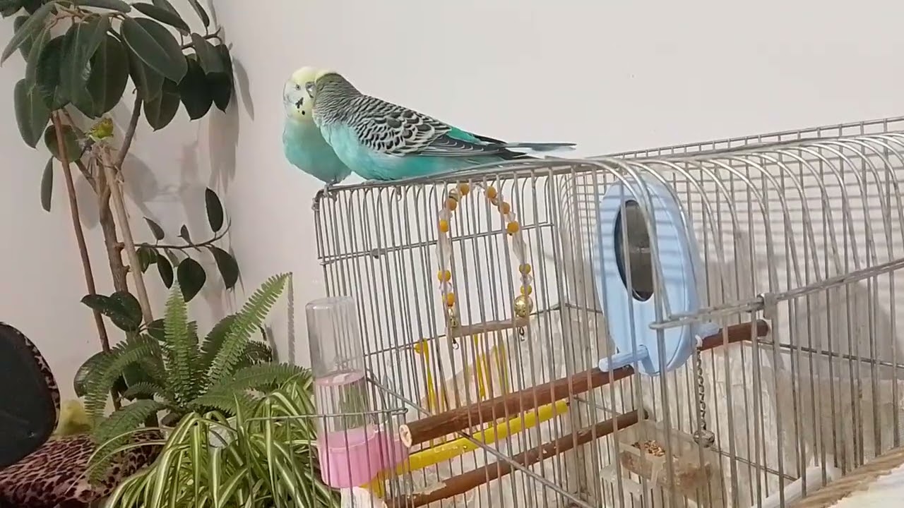 Arkadaş seven kabarık kuşum ❤🐦😃 #youtubeshorts #birds #parrot #budgies #parakeet #animals #keşfet