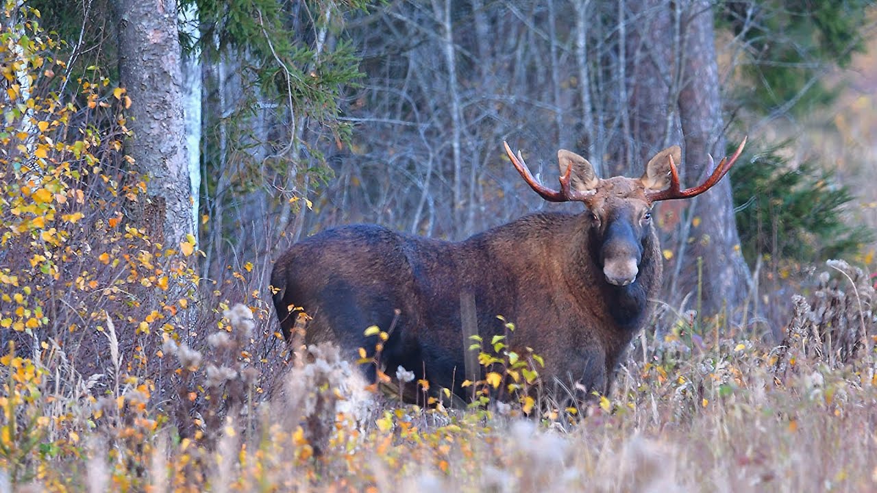 P&otilde;der v&otilde;imsate sarvedega | Лось с мощными рогами | The elk with powerful antlers