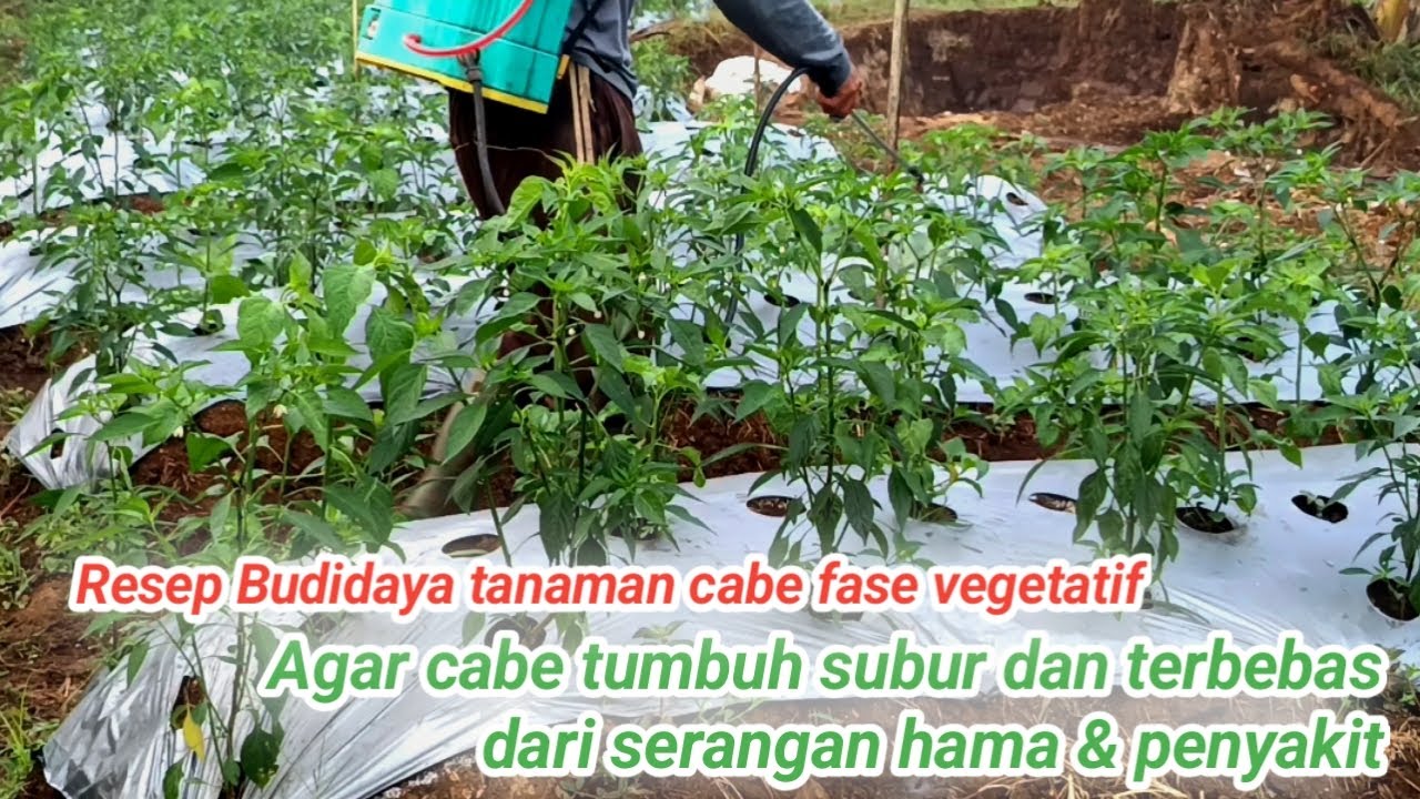 Perawatan Cabe Fase Vegetatif - Pupuk dan Obat Agar Cabe Tumbuh Subur