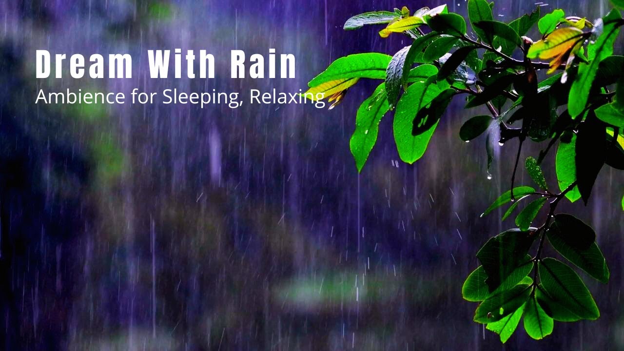 Gentle Forest Rain 🌧️ | Deep Focus, Sleep & Calm Nature Ambience (Live)