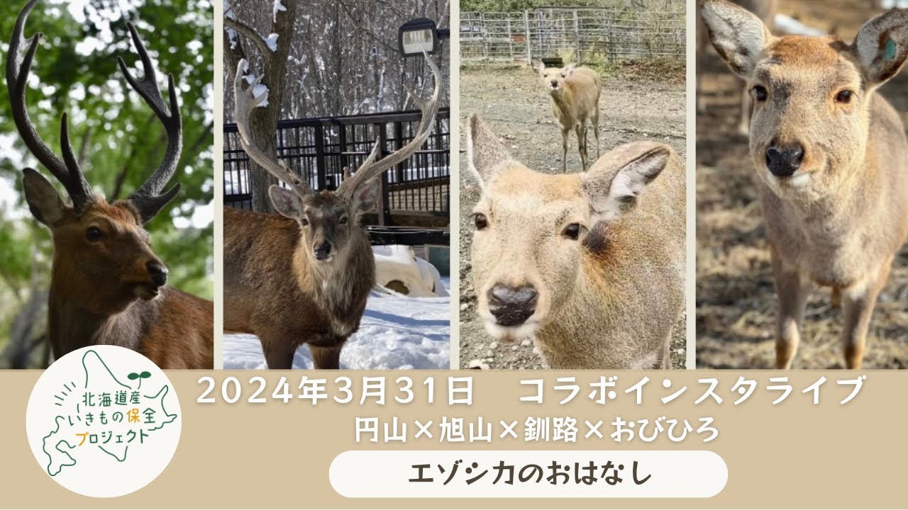 2024年3月30日　北海道産いきもの保全プロジェクト　コラボインスタライブ　エゾシカについて円山×旭山×釧路×おびひろ