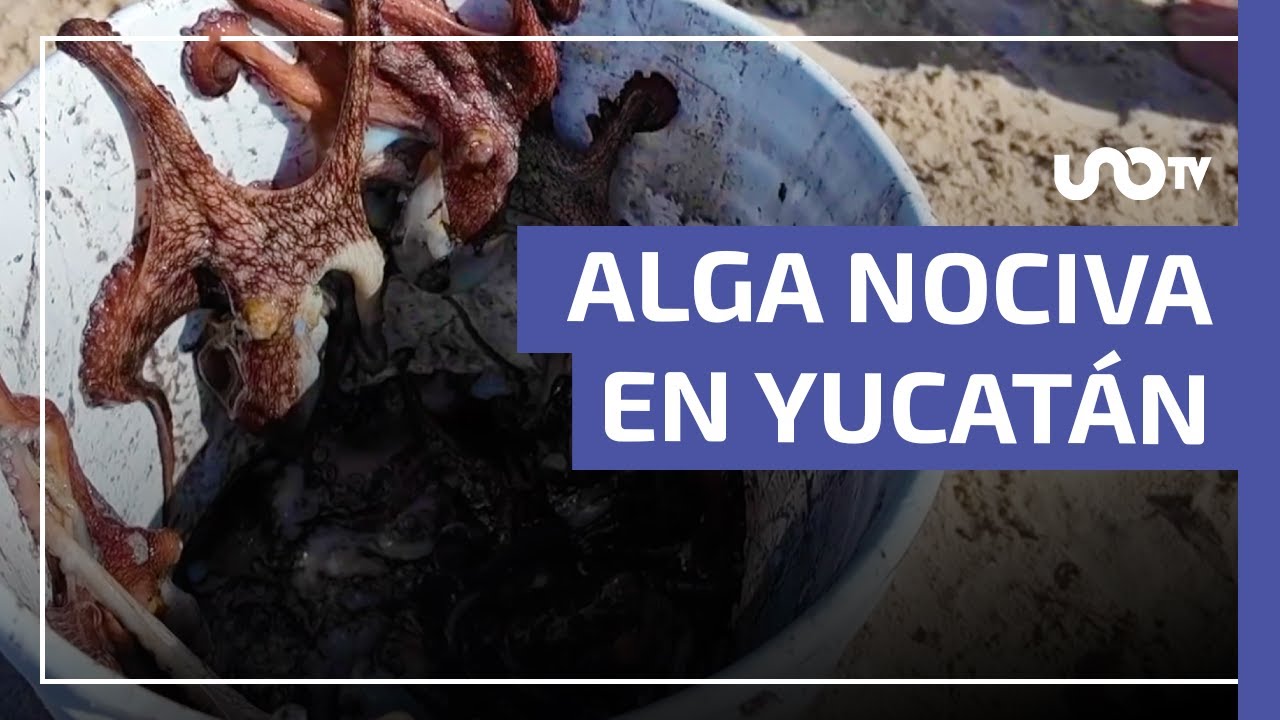 Alerta en Yucatán: detectan alga nociva en playas de Progreso