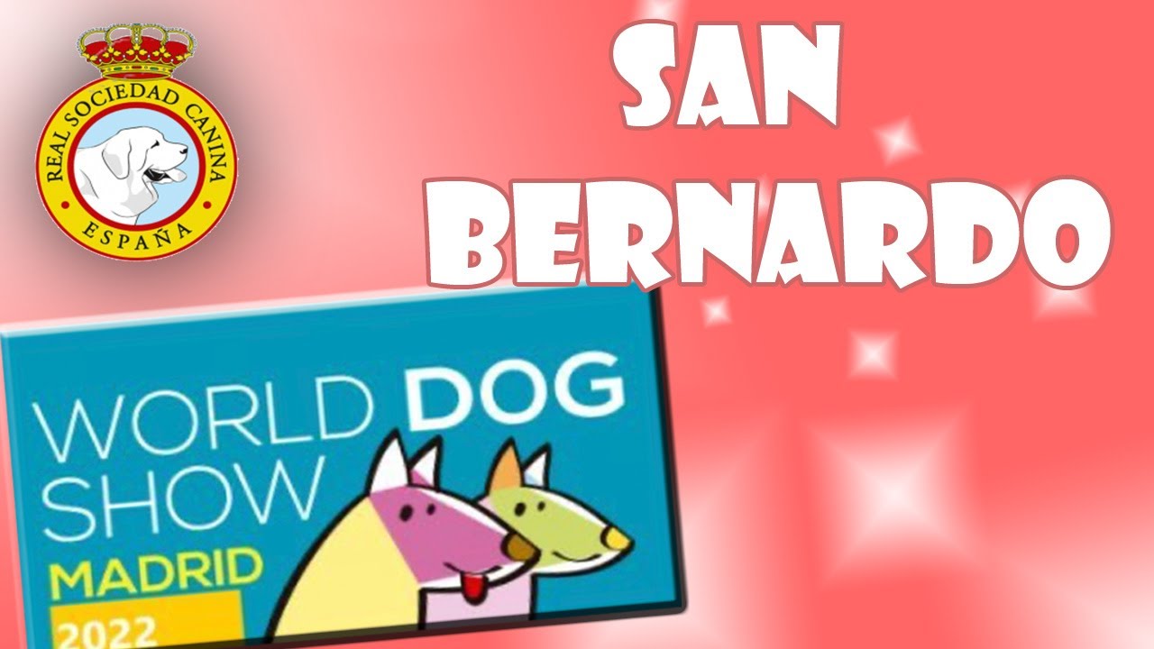 San Bernardo en el World Dog Show 2022 en Madrid, España  juzgada por el italiano Giovanni Morsiani