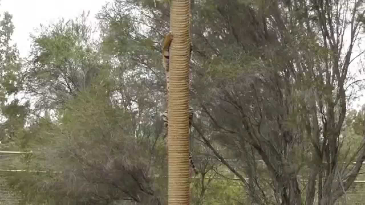 Sumatran Tiger Climbing