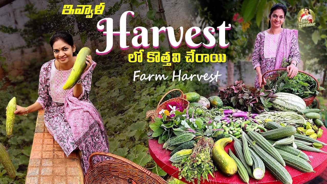Summer Harvest/ వేసవి కూరగాయలు, పళ్లు, పువ్వులు  , ఆకు కూరలు 👌 వచ్చాయి 😊❤️ @MADGARDENER