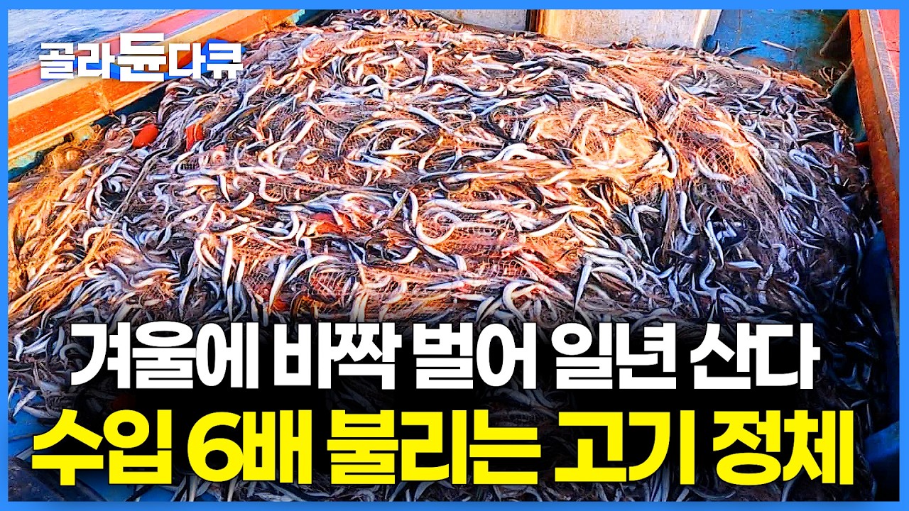 덕분에 겨울 한 철 바짝 벌어 일 년 먹고 산다. 강원도 바다에 나타나는 효자고기 정체?｜잡아서 바로 구워먹는 생선구이｜한국기행｜#골라듄다큐