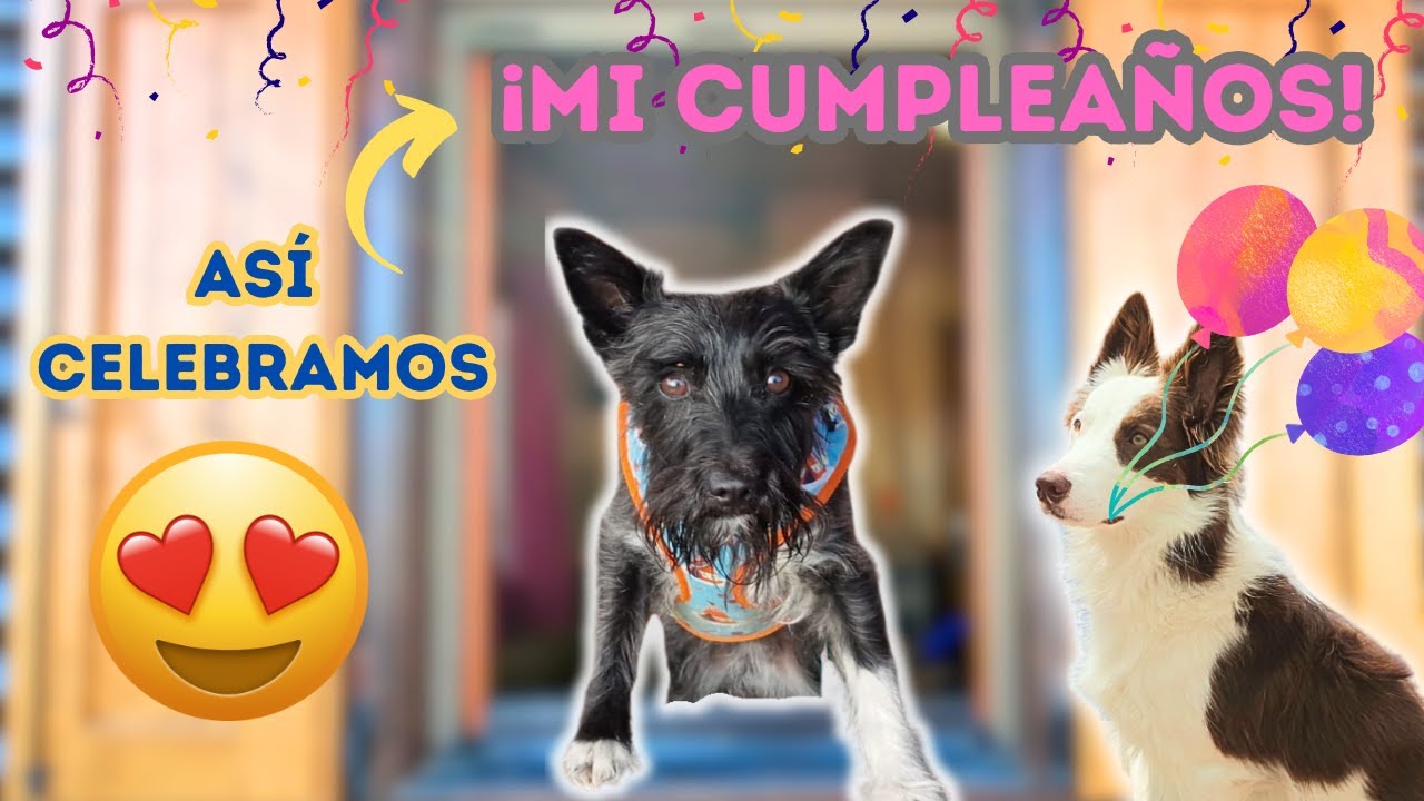Celebramos el CUMPLEAÑOS de LANA en un Resort PetFriendly 🐶