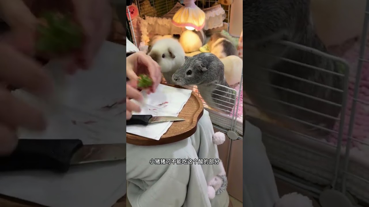 Dutch pigs eat strawberries