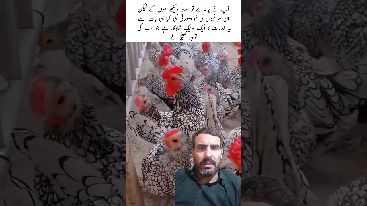 One of the Most Beautiful Chickens in the World 😍🐔 | Rare & Unique 