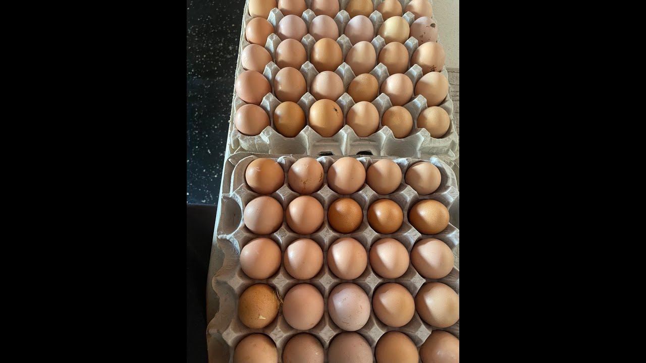 collecting eggs/cooking vlog !!!