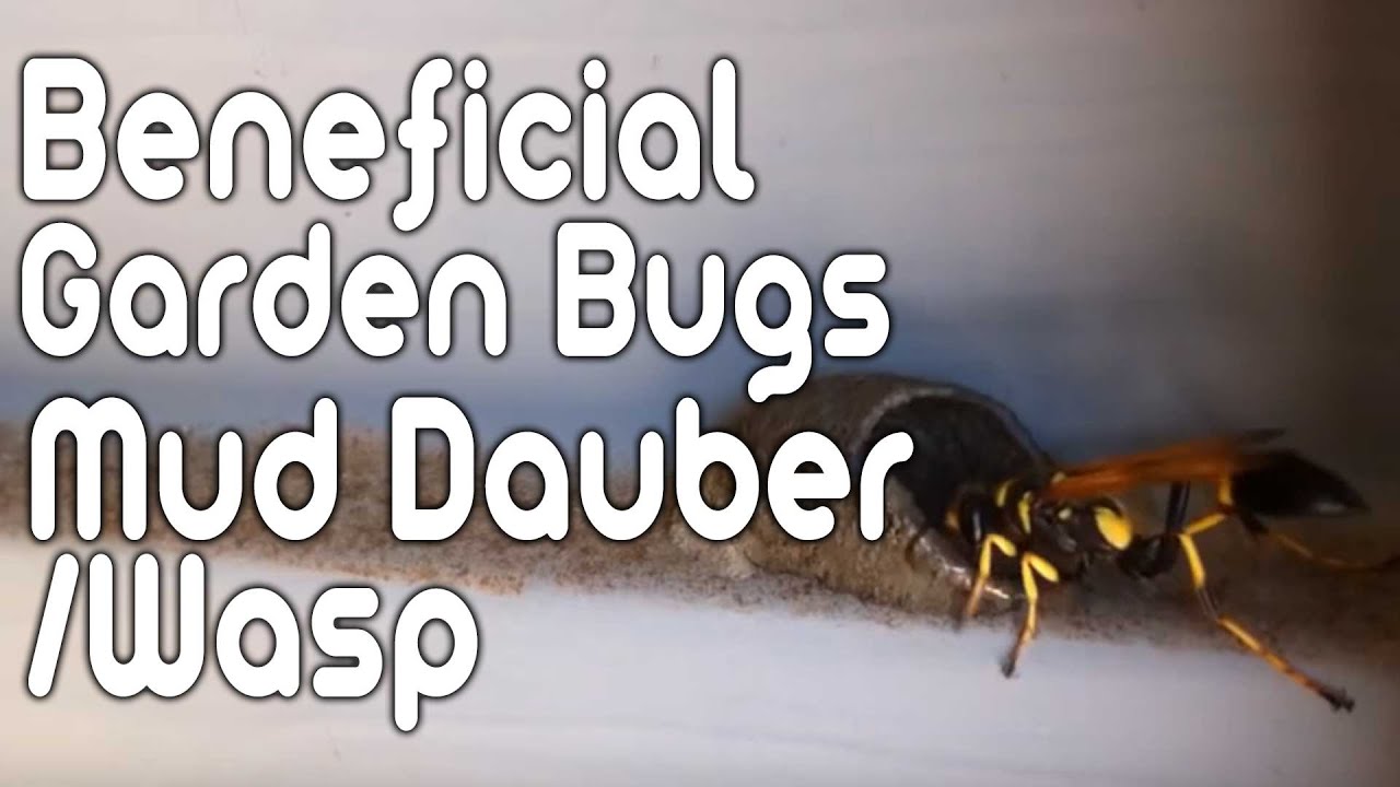 Beneficial Garden Bugs - Mud Dauber/Mud Wasp