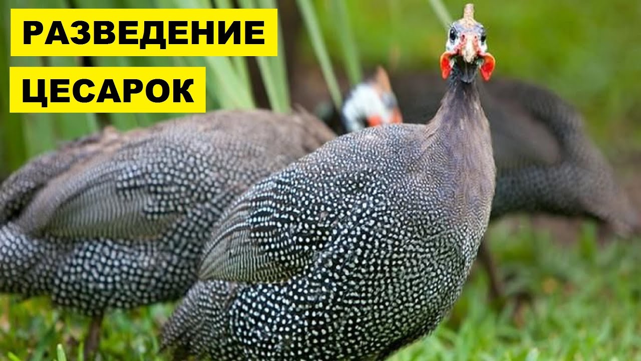 Разведение и содержание цесарок как бизнес идея | Птицеводство | Цесарки в домашних условиях