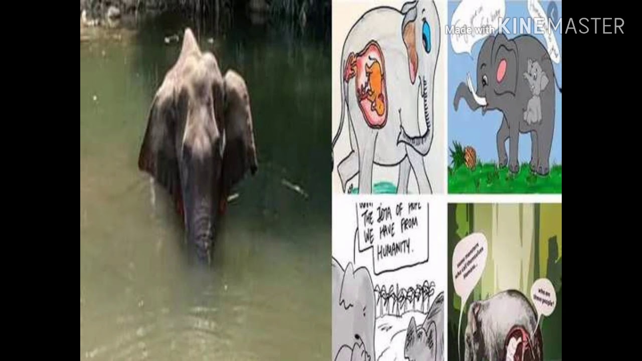 selfish behaviour of Human to animal!!!