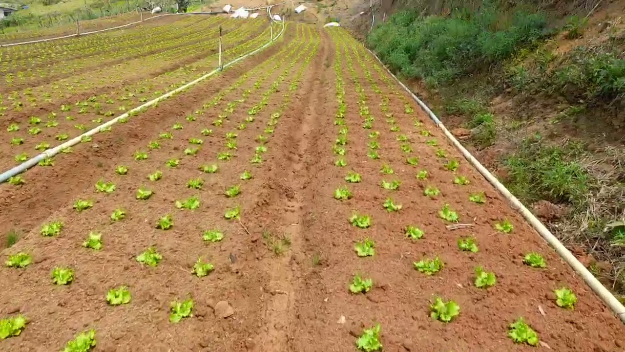 Mais uma vez colocando esterco de galinha nos alfaces.