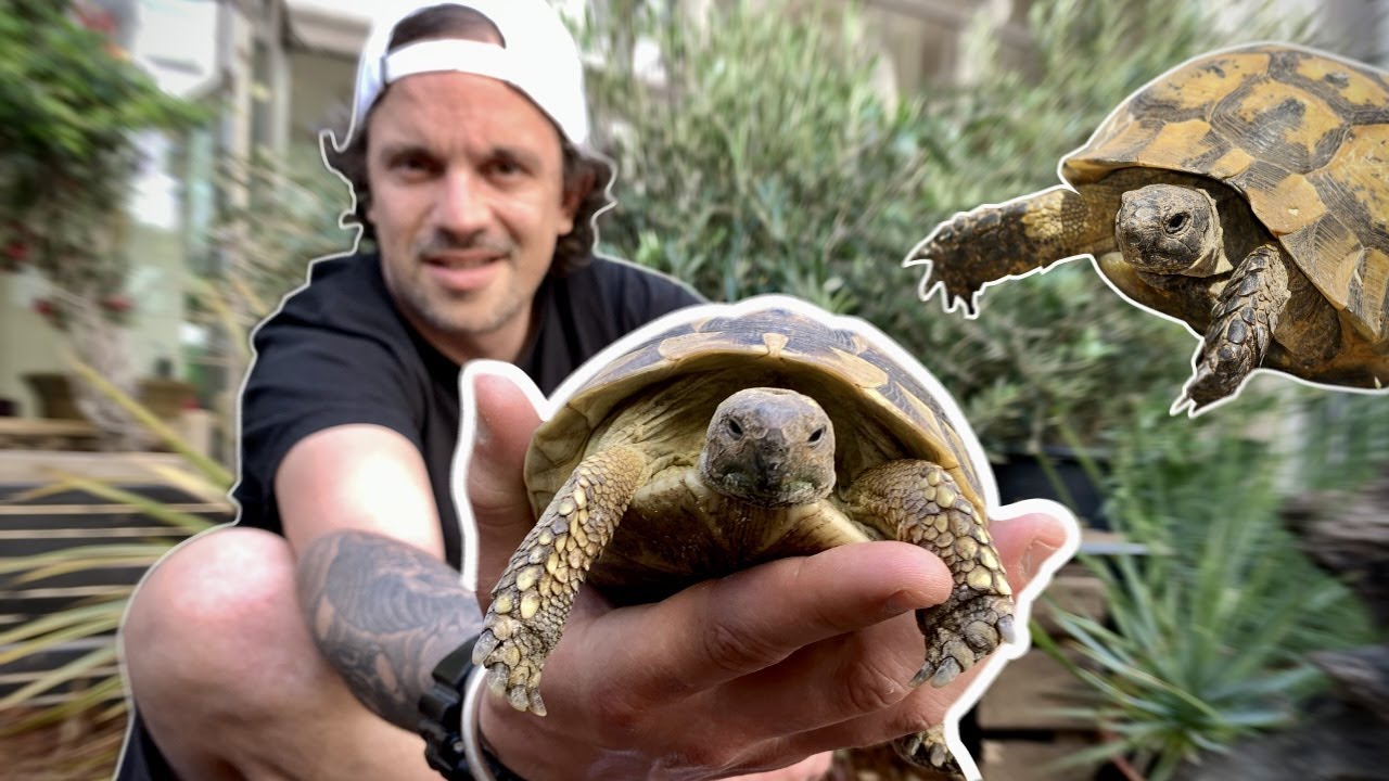 ON CONSTRUIT UN ENCLOS (GÉANT) POUR TORTUES DE TERRE ! -TOOPET