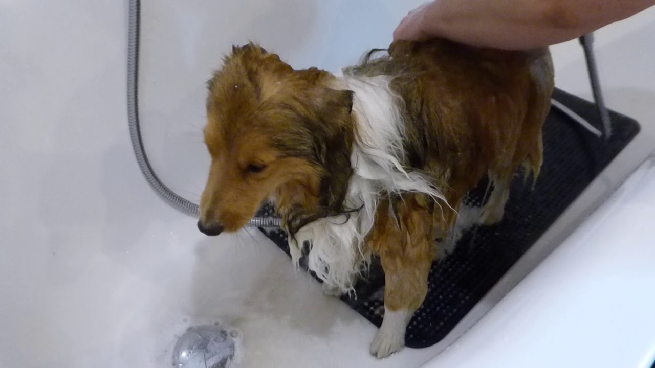 VDH Shelties vom Ponyhügel: Produktvorstellung awiwa Hundeshampoo-Werbung!