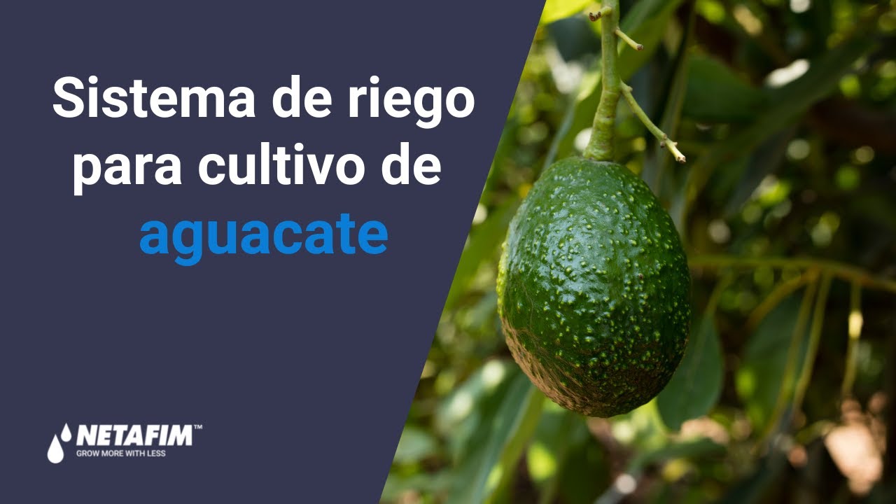 💧 Sistema de Riego para cultivo de AGUACATE 🥑