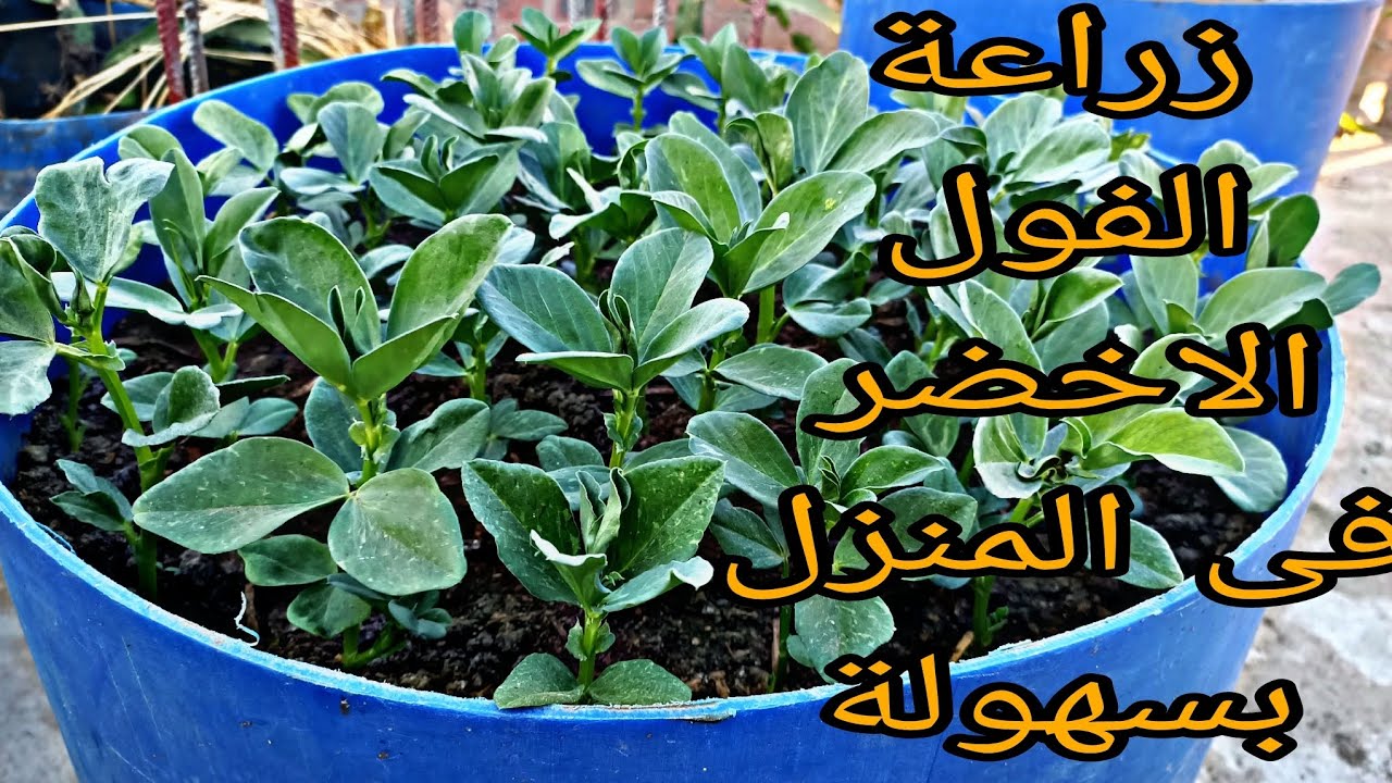 زراعة الفول الاخضر فى المنزل  زراعه الفول البلدي نجاح زراعه الفول الحراتي المصري على السطح 🌿