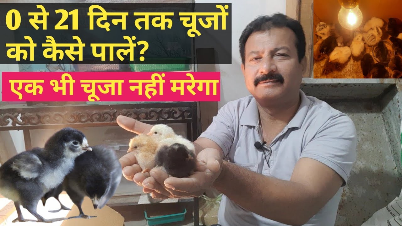 0 से 21 दिन तक चूजों को कैसे पालें? एक भी चूजा नहीं मरेगा | Murgi ke Chuje Palne ka Tarika