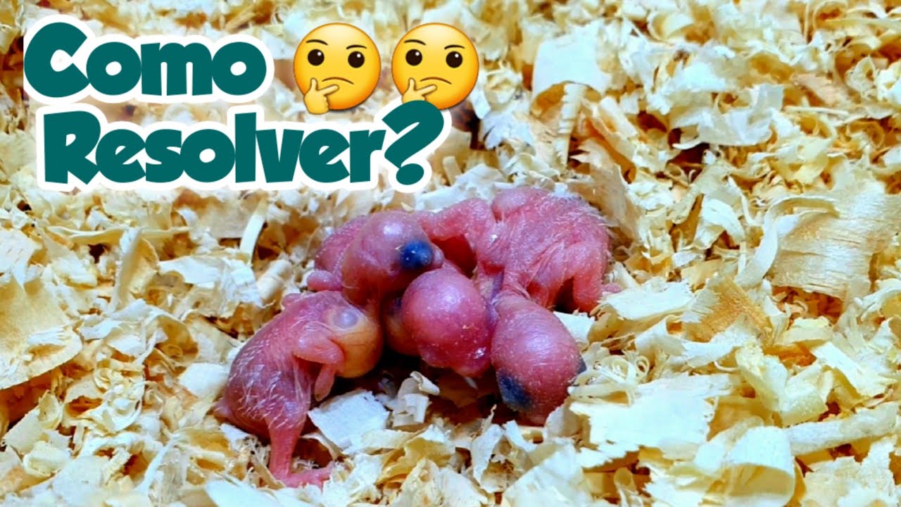 COMO TRATAR FILHOTES DE PERIQUITOS?