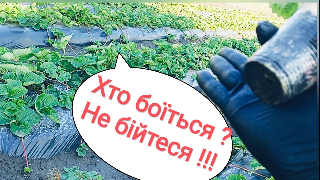 Можна саджати полуницю і в жовтні❗ і в листопаді❗ і т.д.