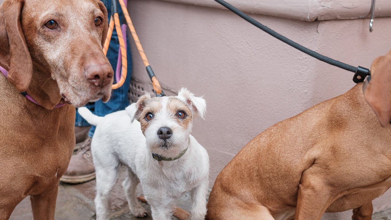 The Dogs Of Whitby - portraits of furry friends
