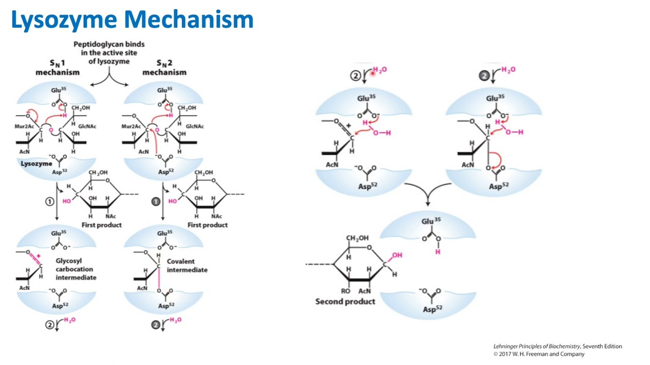 Lysozyme Mechanism | Biochemistry