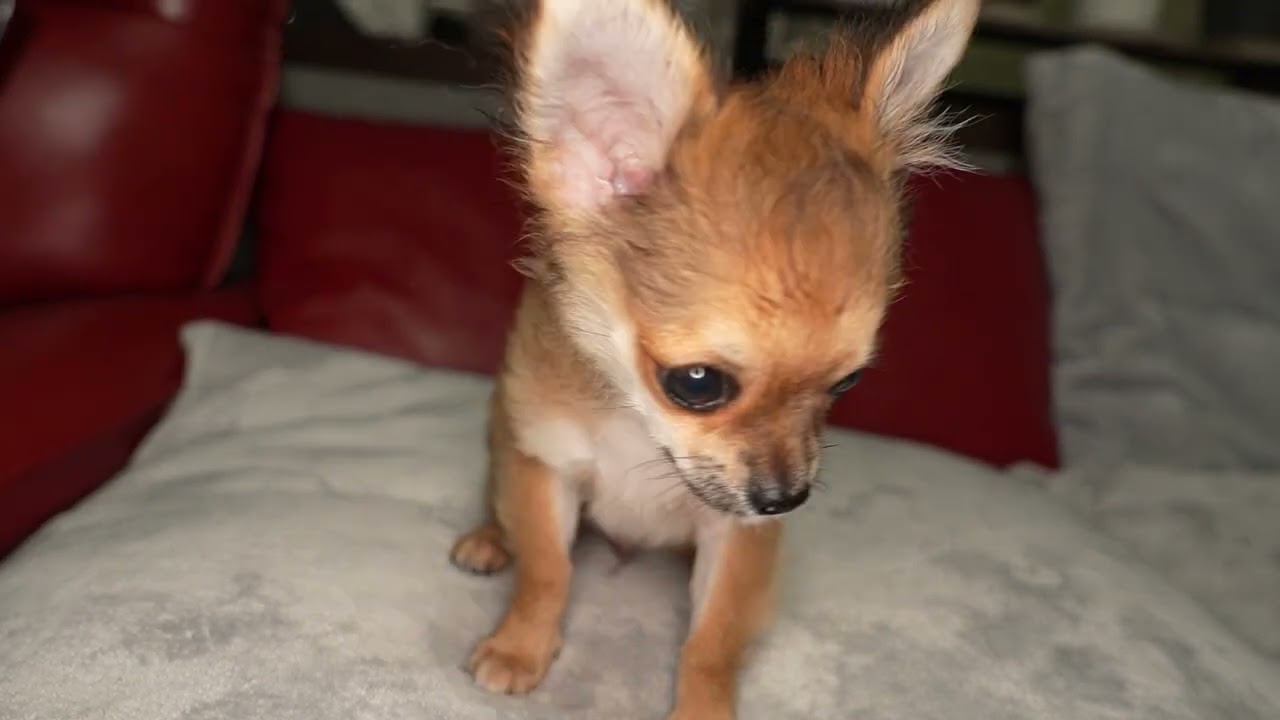 ロイ君7/18撮影🐾