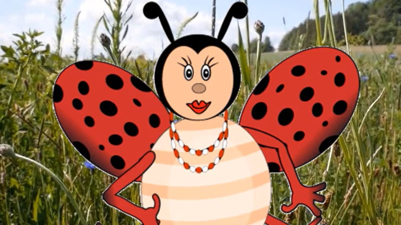 Owady \ Film edukacyjny z Barbarą