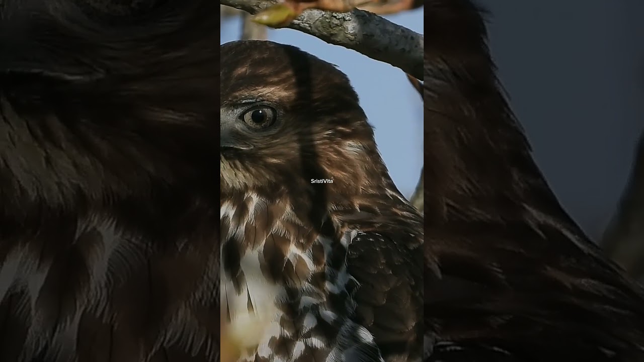Stephanoaetus coronatus