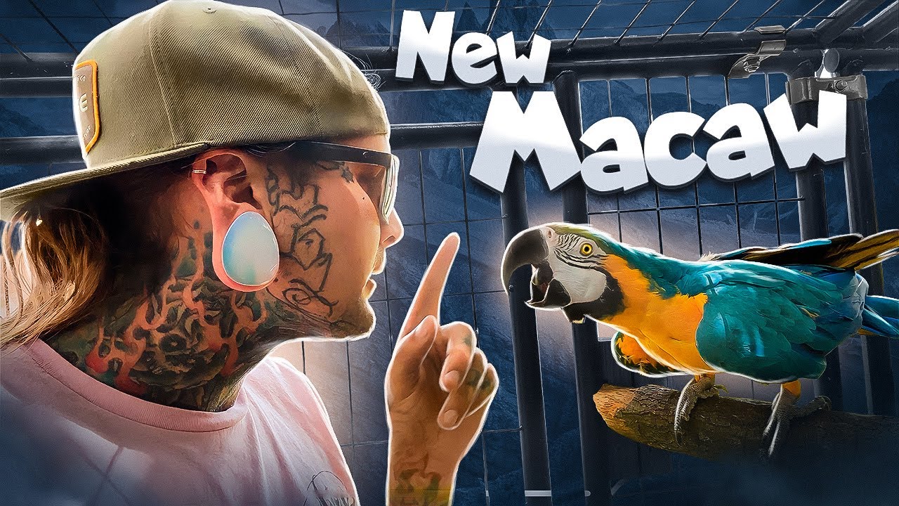 Me vs A NEW MACAW !