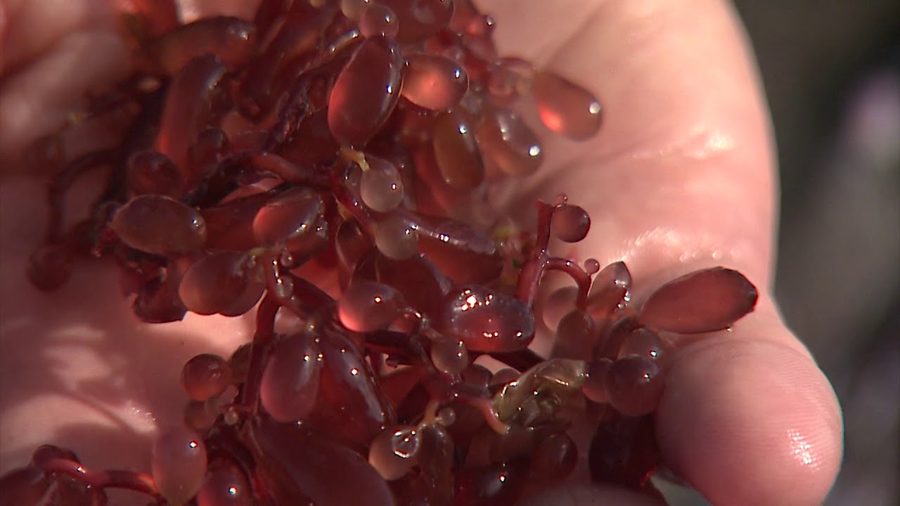 Port Hopes Seaweed Farm Takes Root In San Diego Bay
