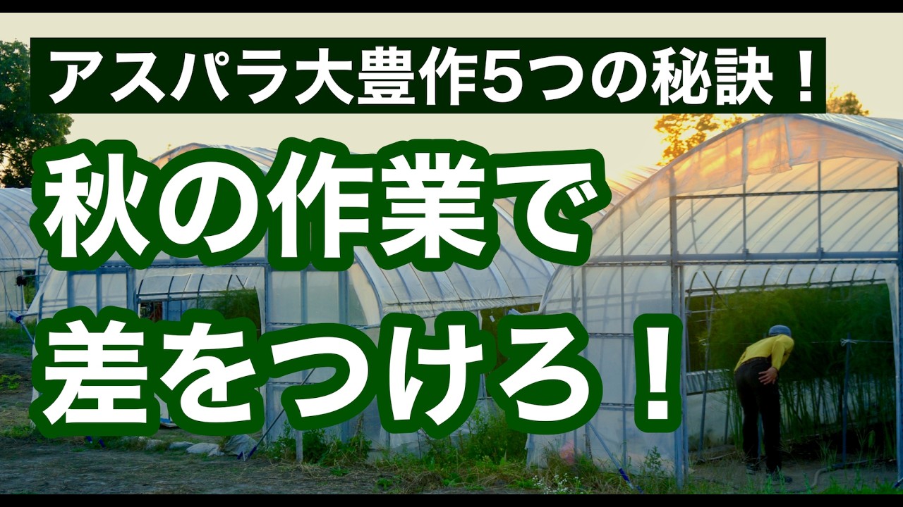 【アスパラガス栽培】初心者必見！秋に行う5つの管理作業で翌年の収穫量が大きく変わった話