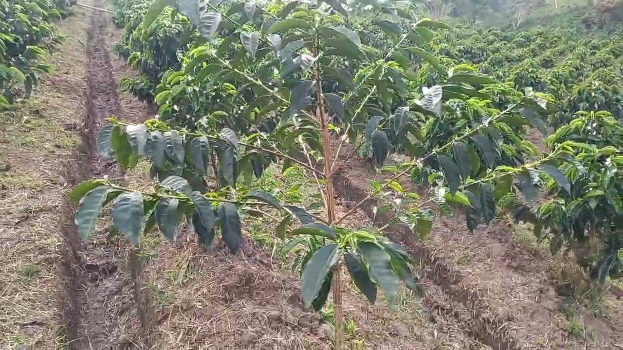 Plantas de café  de tres ramas por nudo, mayor producción 