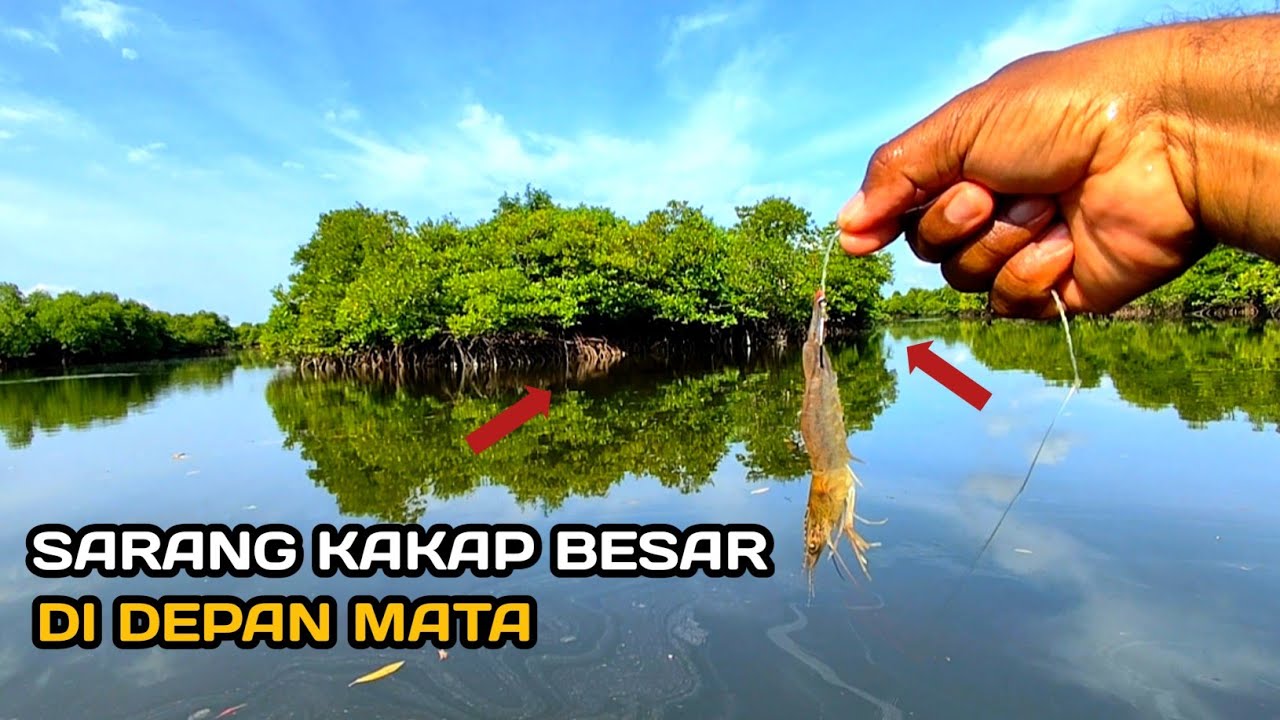 Berkali-kali Melawan Kakap Besar Penghuni Sungai Manggrove
