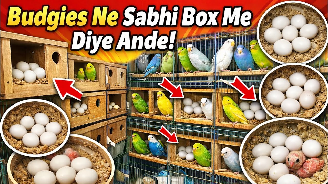 “इतने अंडे 😱 | Har Box Me Ande | Budgies Breeding Success” #birdlovers #budgies #parrot #birds 