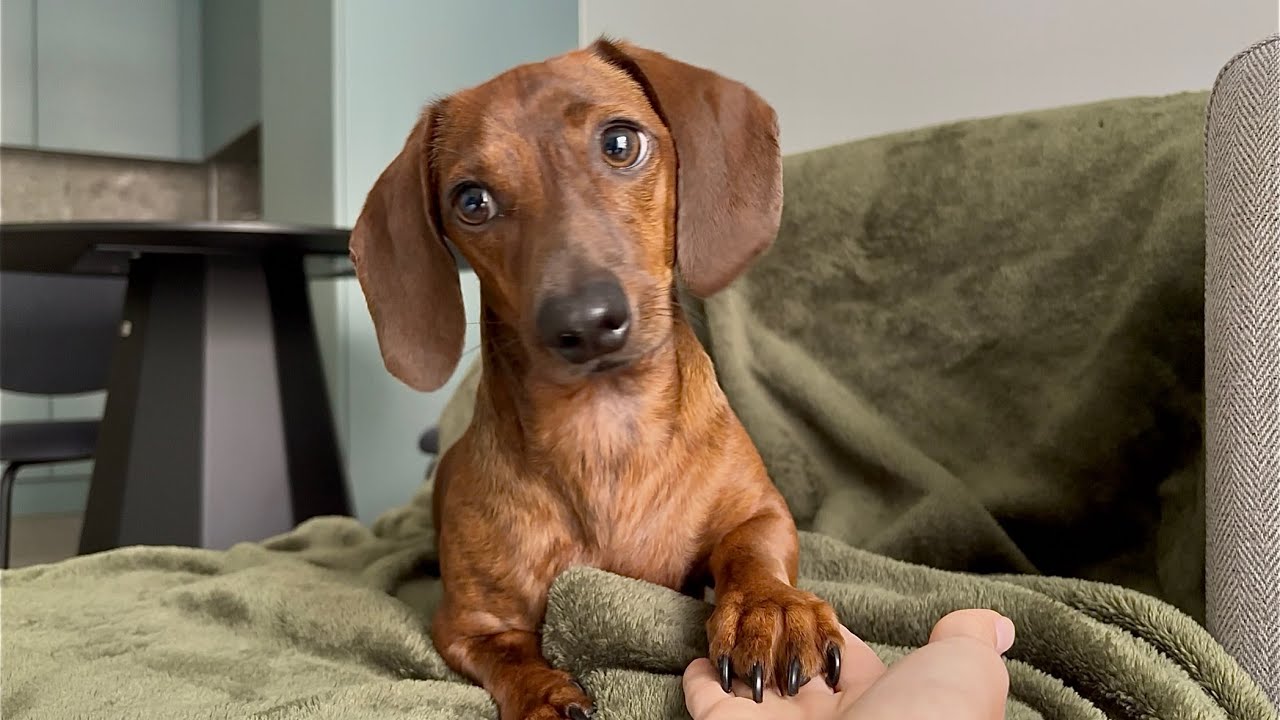 Mini dachshund knows every sound in the house