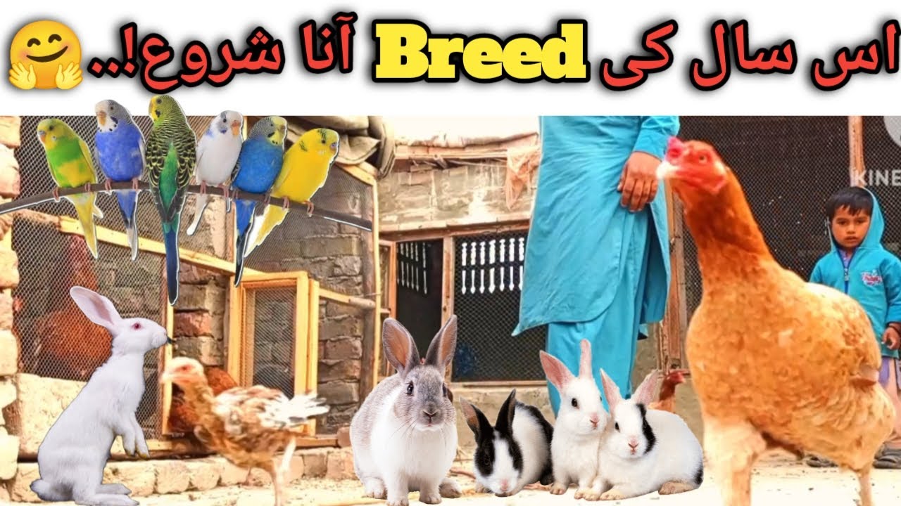 First Breed start in my Colony|| Pehle Breed Aana Shero ho gai|| #birds #animals #pets #birdslover