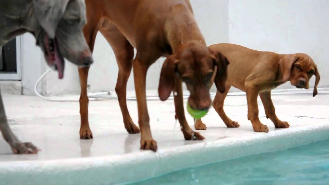Vizsla Pool Time