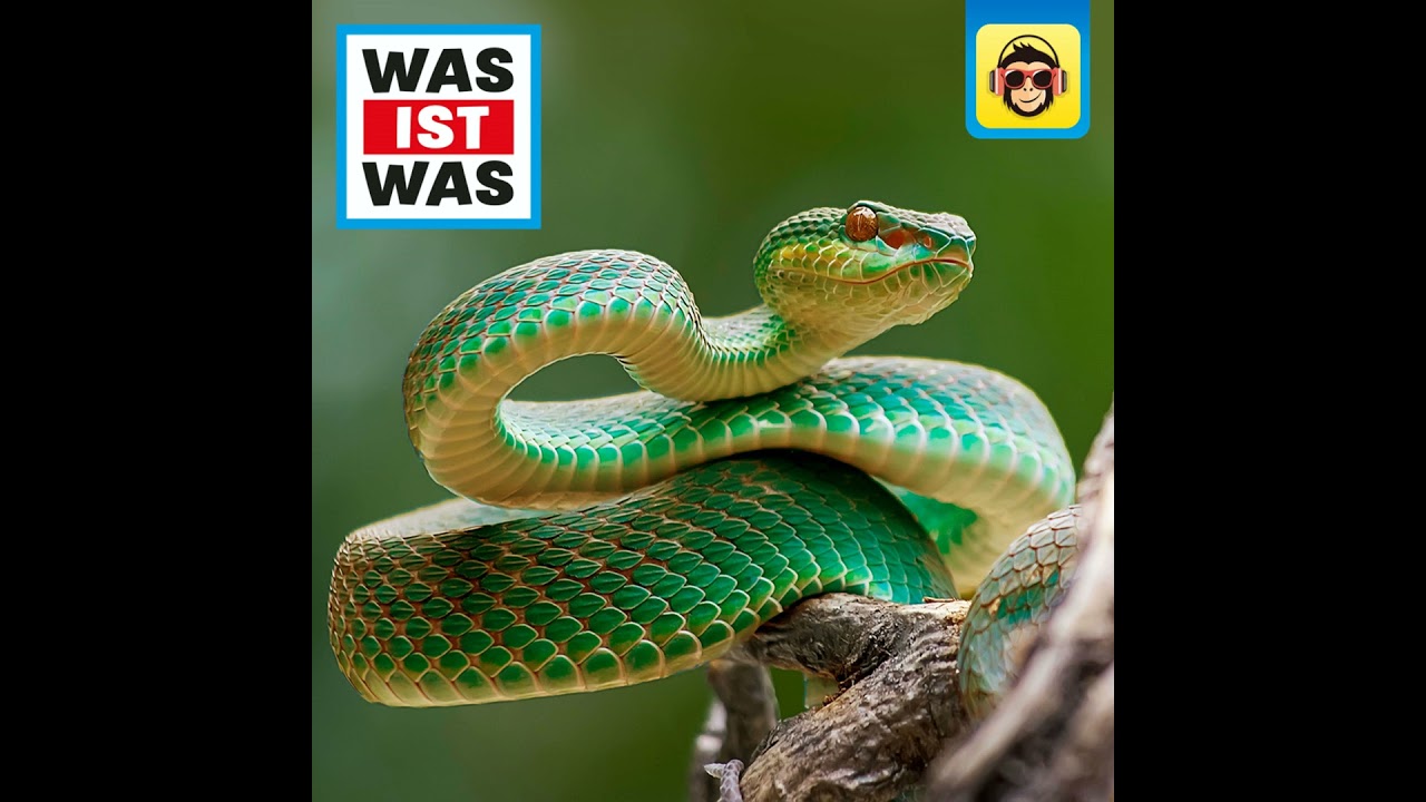 Schlangen: Abenteuer beim Schlangensultan 🐍 | WAS IST WAS