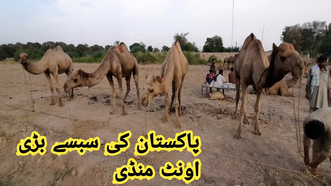 Pakistan's biggest camel market || unt mandi || Hala Camel Mandi K Rate 2021 || Mandi Update