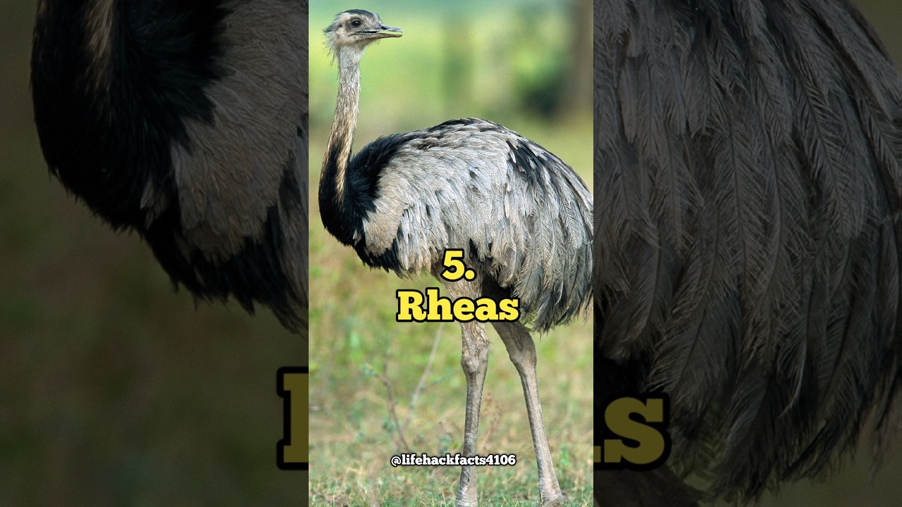 Top 10 Biggest Birds in the World 🦃 🦢 😱 | Life hack Facts #top10factsshorts #shorts #top10